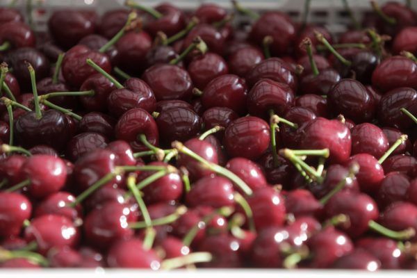 Κεράσια από… χρυσάφι σε λαϊκές και σούπερ μάρκετ – Εκτόξευση τιμών σε σχέση με πέρσι