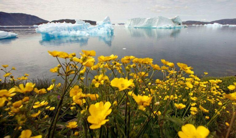 Αρκτική: Ανθίζει και αυτό δεν είναι καλό σημάδι – Πώς η βλάστηση προειδοποιεί για την κλιματική αλλαγή