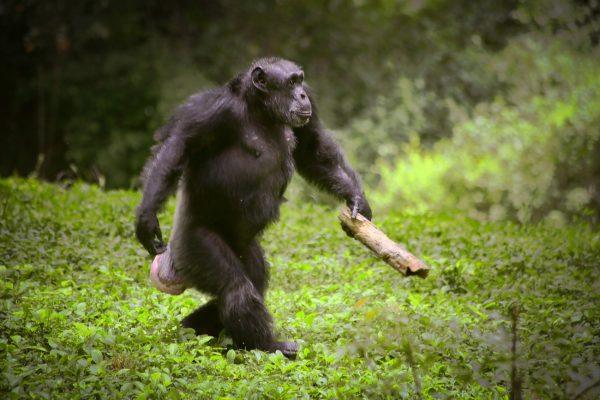 Τα τύμπανα των χιμπατζήδων ρίχνουν φως στην εξέλιξη της μουσικής