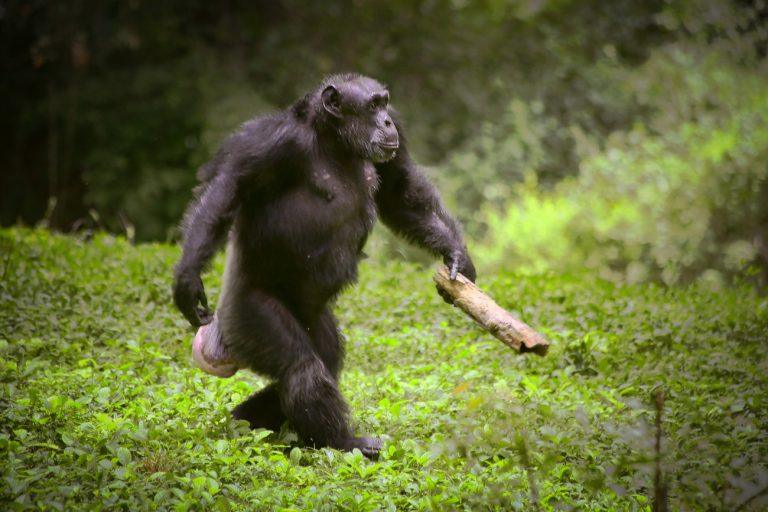 Τα τύμπανα των χιμπατζήδων ρίχνουν φως στην εξέλιξη της μουσικής