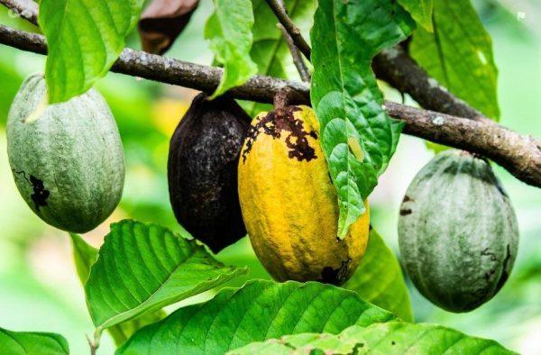 Σήμα κινδύνου από την Ακτή Ελεφαντοστού για ελλείψεις στο κακάο