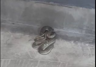 Βίντεο: Φίδι τρύπωσε σε κουρείο στη Θεσσαλονίκη – Επέμβαση της πυροσβεστικής