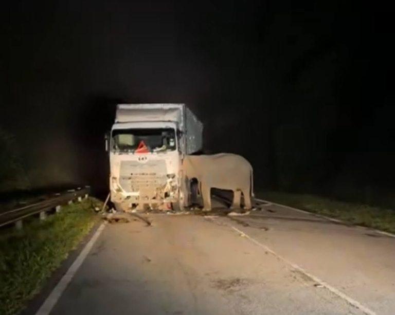 Μαλαισία: Μαμά ελέφαντας προσπαθεί να μετακινήσει το φορτηγό που σκότωσε το μικρό της