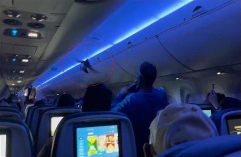 ΗΠΑ: Απίστευτο σκηνικό σε πτήση – Περιστέρι «επιβιβάστηκε» σε αεροπλάνο και προκάλεσε χάος