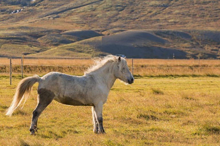 Θεσσαλονίκη: Άλογο επιτέθηκε σε 9χρονο αγόρι σε σχολική εκδρομή – Στο νοσοκομείο ο μαθητής