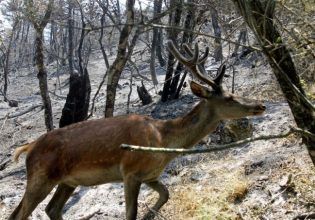 Δήμος Αχαρνών: Επείγουσα ανάγκη διάσωσης του Κόκκινου Ελαφιού στην Πάρνηθα
