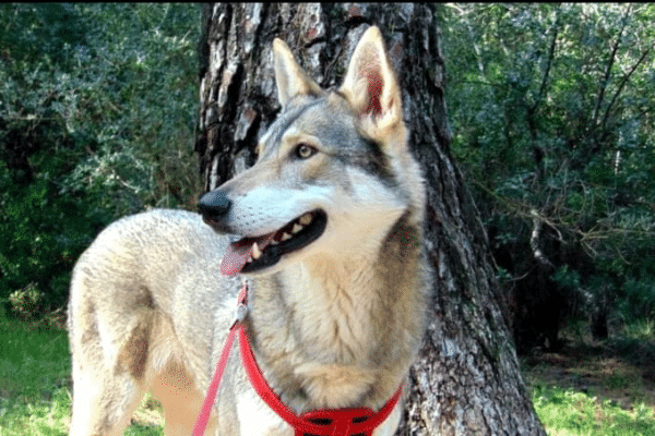 Ιδιαίτερος, πανέξυπνος, διακριτικός, ο σκύλος της φυλής Λυκόσκυλο Saarloos