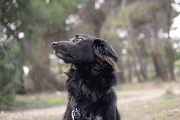 Όλα όσα πρέπει να γνωρίζετε για ασφαλείς βόλτες με τον σκύλο σας στο βουνό και τις ομαδικές εξορμήσεις