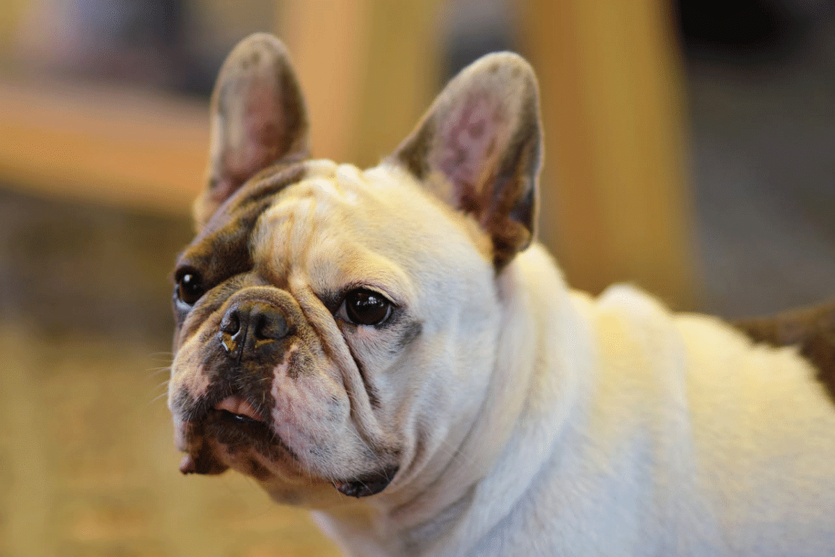 Οι διαπληκτισμοί στο σπίτι αντανακλούν αρνητικά στον ψυχισμό του σκύλου