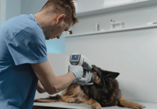 Το «δώρο» που χαρίζει στον σκύλο σας υγεία και ευεξία