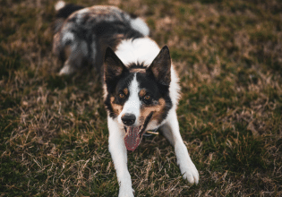 Τι πρέπει να γνωρίζουμε για τα φίδια – Πώς εκπαιδεύουμε τον σκύλο για να τα αποφεύγει και να μας προστατεύει