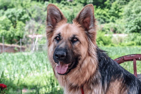 Τα φυτά που είναι τοξικά για τον σκύλο