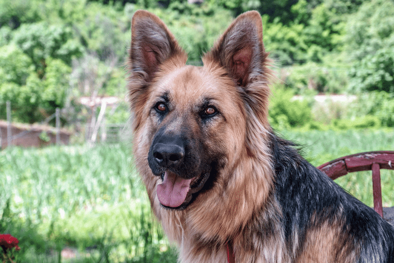 Τα φυτά που είναι τοξικά για τον σκύλο