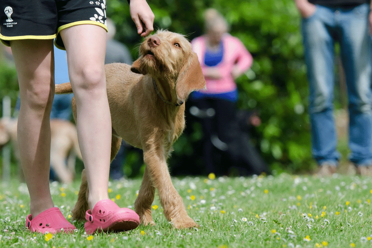 Εκπαίδευση σκύλου με λιχουδιές: Μάθετε πότε πρέπει να είστε προσεκτικοί στην επιλογή τους