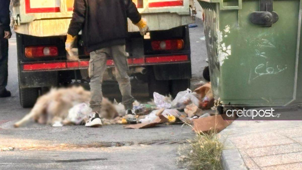 Ηράκλειο: Υγειονομική βόμβα από ασυνείδητους – Πέταξαν νεκρό πρόβατο σε κάδο απορριμμάτων
