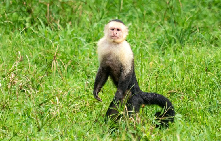 Πίθηκοι συνελήφθησαν να απαγάγουν μωρά άλλου είδους – Οι βιολόγοι ξύνουν τα κεφάλια τους