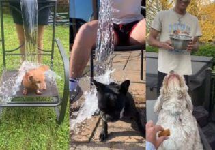 Η νέα κακοποιητική μόδα του TikTok – Ριχνουν παγωμένο νερό σε σκυλιά για likes