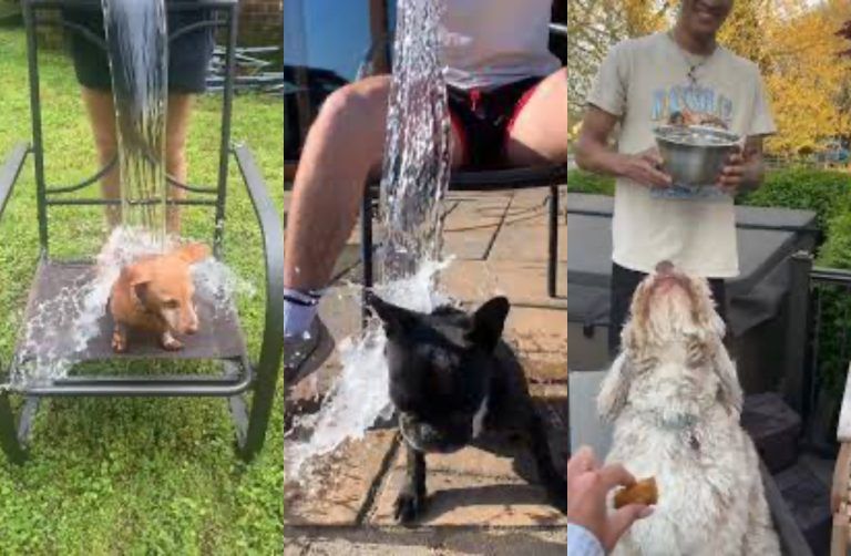 Η νέα κακοποιητική μόδα του TikTok – Ριχνουν παγωμένο νερό σε σκυλιά για likes