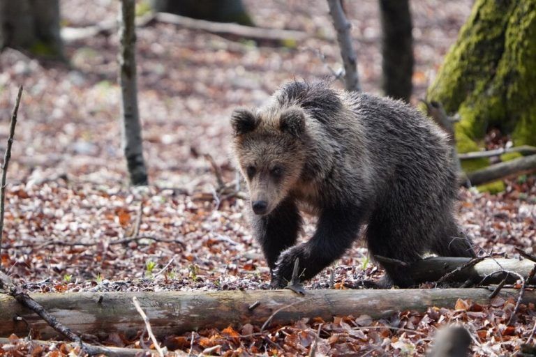 Σλοβακία: Κρέας αρκούδας θα διατίθεται προς πώληση