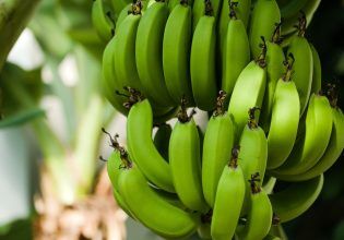 Απολύσεις 5.000 εργαζομένων στην Chiquita του Παναμά λόγω απεργιακών κινητοποιήσεων