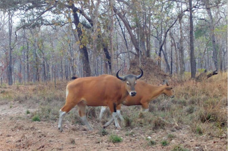 Καμπότζη: Πρωτοφανής επιχείρηση διάσωσης 16 μπαντένγκ