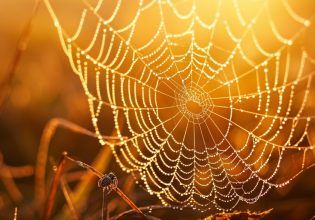 Οι πρώτες γενετικά τροποποιημένες αράχνες δίνουν κόκκινο μετάξι που φθορίζει