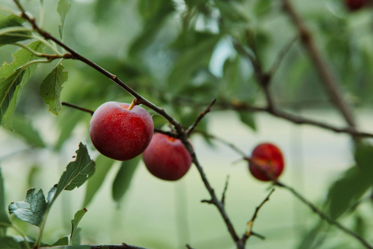 Μαγνησία: Παραγωγοί ψάχνουν εργάτες γης μέσω social – «Τα προϊόντα δεν συλλέγονται και σαπίζουν»