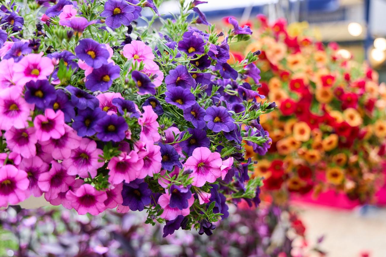 εικόνα που δείχνει πολύχρωμα λουλούδια στην έκθεση ανθοκομίας του 2025 στην Κηφισιά