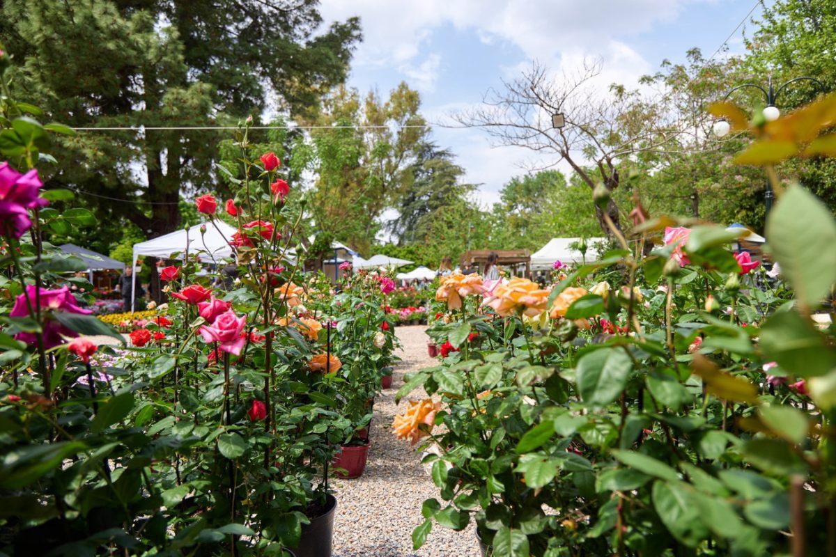 Κηφισιά: Οι εκδηλώσεις της Πρωτομαγιάς στην 71η Ανθοκομική Έκθεση