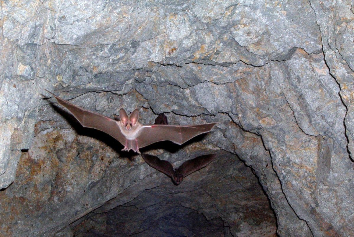 Ολόκληρη οικογένεια μολύνθηκε από μύκητα έπειτα από επίσκεψη σε σπηλιά με νυχτερίδες