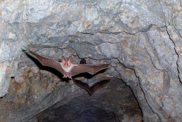 Ολόκληρη οικογένεια μολύνθηκε από μύκητα έπειτα από επίσκεψη σε σπηλιά με νυχτερίδες