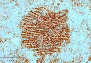 To αρχαιότερο δακτυλικό αποτύπωμα αποκαλύπτει τις καλλιτεχνικές ευαισθησίες των Νεάντερταλ