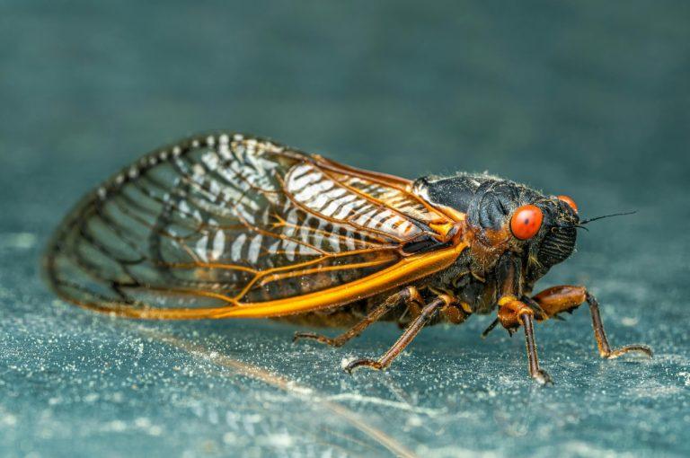 Ζωντανά τζιτζίκια μετατράπηκαν σε ηχεία που παίζουν μουσική