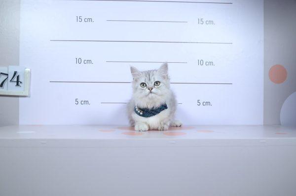 Viral: Γάτα «συνελήφθη» προσπαθώντας να βάλει ναρκωτικά σε φυλακές της Κόστα Ρίκα