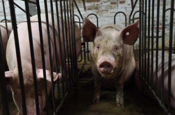 Εντατική κτηνοτροφία: Τα απάνθρωπα κλουβιά κύησης και η αποδεκτή πρακτική κακοποίησης ζώων