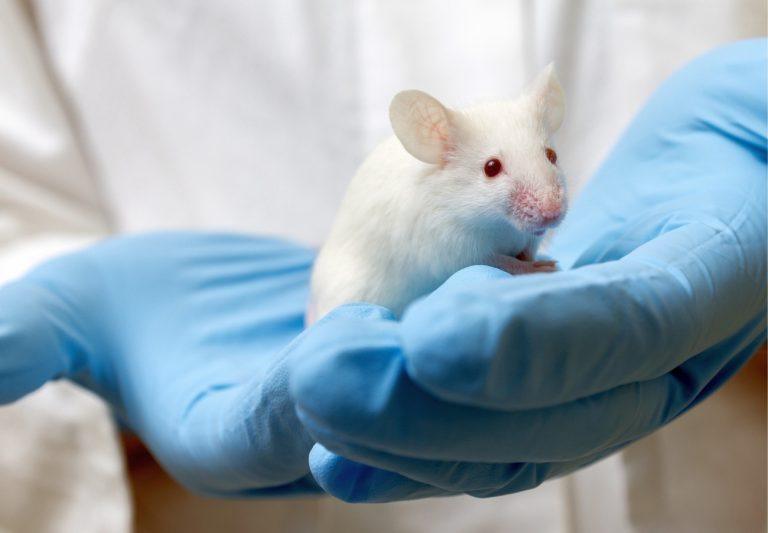 Ποντίκια με ανθρώπινο DNA απέκτησαν μεγαλύτερους εγκεφάλους
