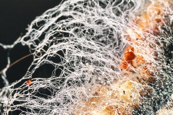 Υγειονομικός συναγερμός για τον ασπέργιλλο