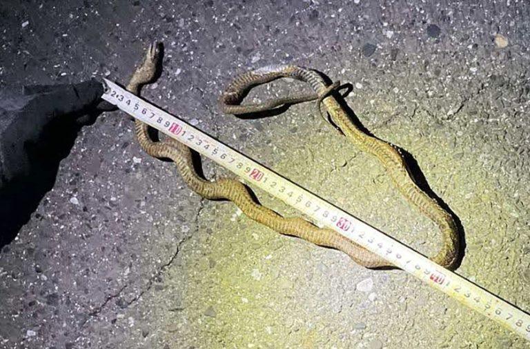 Ιαπωνία: Φίδι προκάλεσε μπλακ άουτ στα τρένα – Πώς συνέβη το ασυνήθιστο περιστατικό