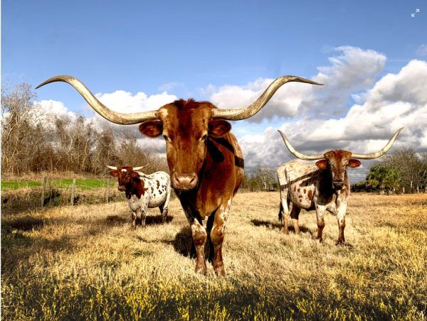 The Melting Point: Όταν Εβραίοι έψαχναν τη Γη της Επαγγελίας στο Τέξας