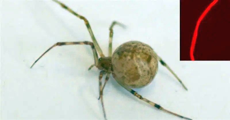 Αμερικανικές οικιακές αράχνες ( (Parasteatoda tepidariorum) τροποποιήθηκαν γενετικά ώστε να παράγουν κόκκινο μετάξι ( (University of Bayreuth)