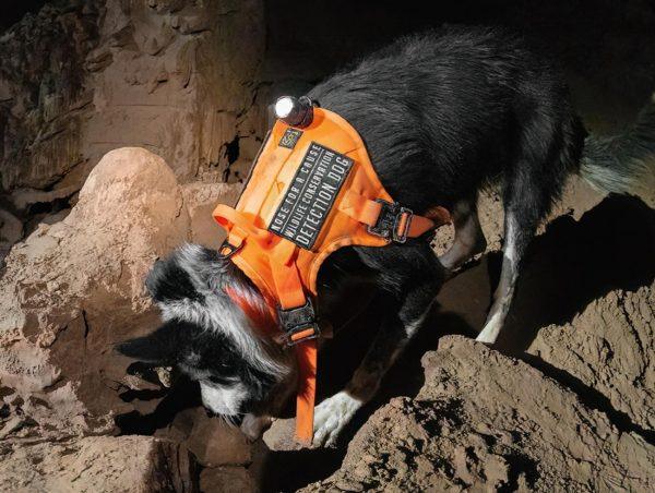 Εντοπίζουν (και) νυχτερίδες σε αιολικά πάρκα, ή σκαθάρια σε σπήλαια, οι σκύλοι ανίχνευσης