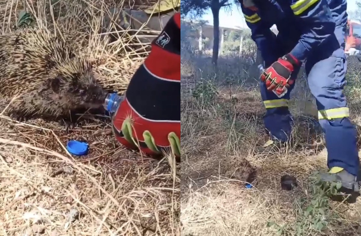 Τρυφερό βίντεο: Πυροσβέστης σώζει σκαντζοχοιράκι από τη φωτιά και του δίνει νερό