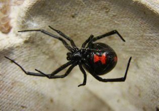 Πάτρα: Αράχνη «μαύρη χήρα» τσίμπησε 65χρονη στο Αγρίνιο – Μεταφέρθηκε στο νοσοκομείο του Ρίου