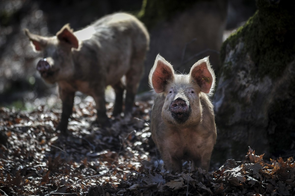 Κρούσμα αφρικανικής πανώλης των χοίρων εντοπίστηκε στις Σέρρες – Σε ισχύ έκτακτα μέτρα
