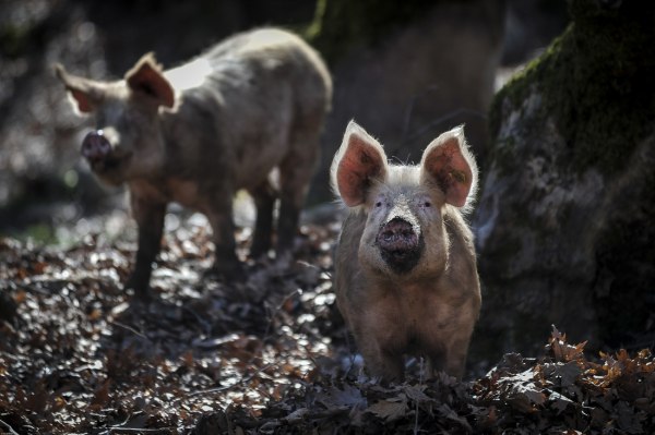 Κρούσμα αφρικανικής πανώλης των χοίρων εντοπίστηκε στις Σέρρες – Σε ισχύ έκτακτα μέτρα