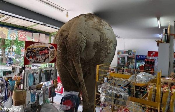 Ταϊλάνδη: Ελέφαντας «πελάτης» εισέβαλε σε μίνι μάρκετ… αναζητώντας λιχουδιές