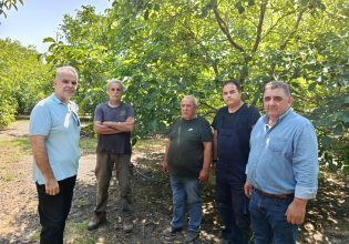 Έντονη καρπόπτωση στις καλλιέργειες καρυδιάς στην περιφέρεια του Δήμου Ελασσόνας