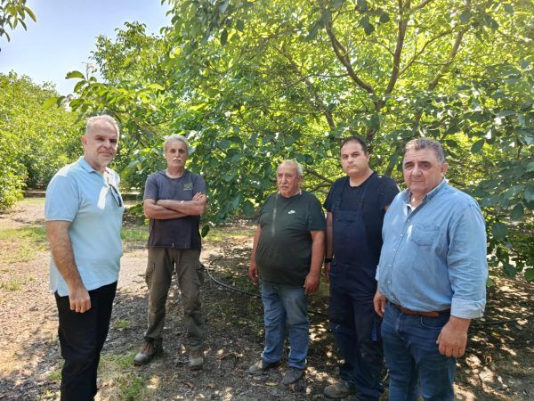 Έντονη καρπόπτωση στις καλλιέργειες καρυδιάς στην περιφέρεια του Δήμου Ελασσόνας