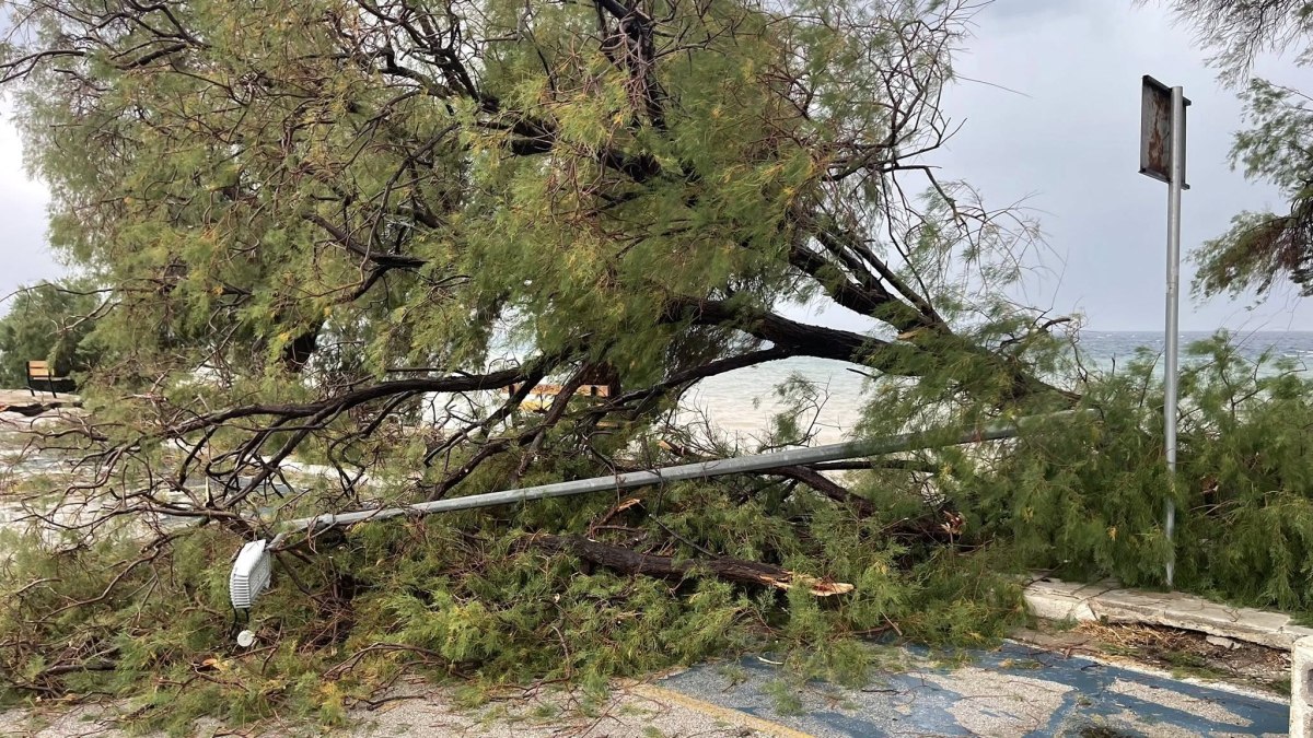 Μέγαρα: Ισχυρό μπουρίνι χτύπησε στην παραλία της Βαρέας – Ξεριζώθηκαν δέντρα, ζημιές σε αυτοκίνητα