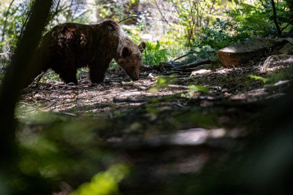 Εντοπίστηκε ο αγνοούμενος ορειβάτης στη Δράμα